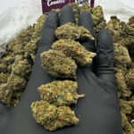 Golden Goat Strain District Connect virginia weed delivery