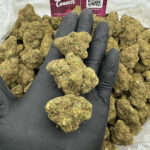 Tropical Cookies Strain District Connect dmv weed delivery