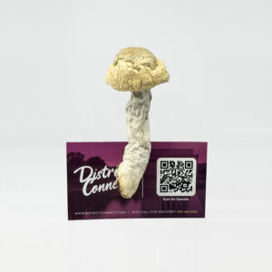 Bluey Vuitton Magic Mushroom Strain District Connect washington dc weed delivery