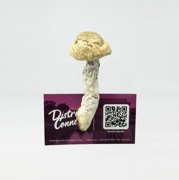 Bluey Vuitton Magic Mushroom Strain District Connect washington dc weed delivery