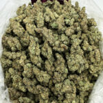 Garlic Cookies Strain District Connect washington dc weed delivery